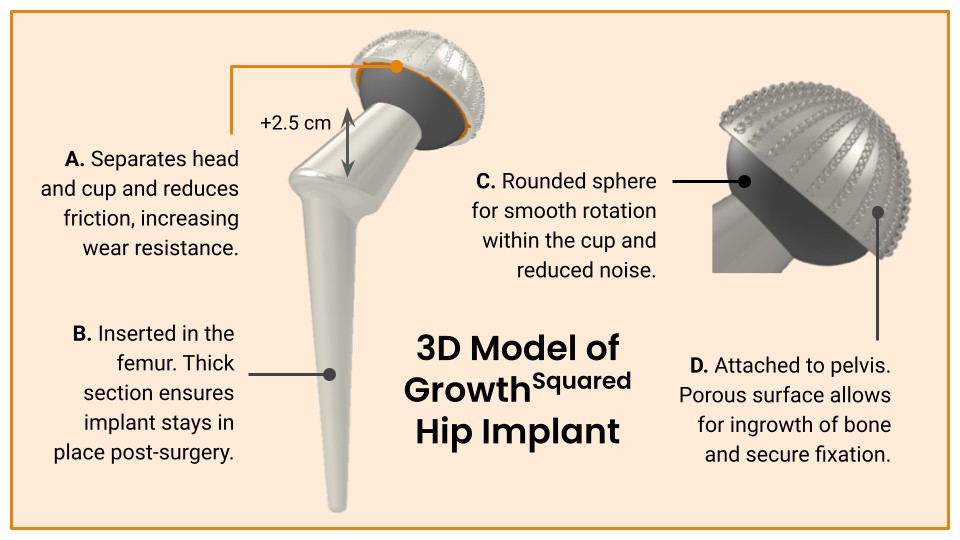 Annotated 3D model of the Growth² hip implant, labelling the head, liner, acetabular cup, and femoral stem with design rationale for each part